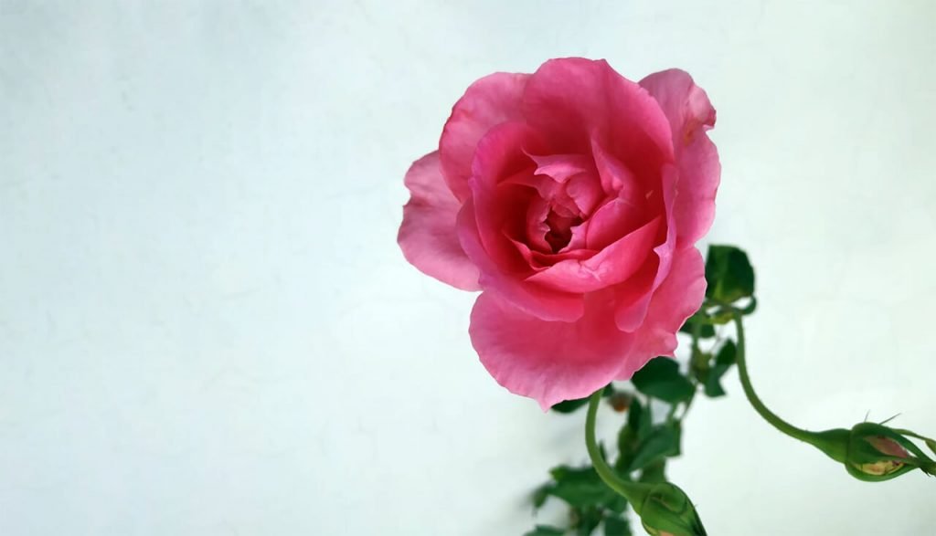 La Rosa