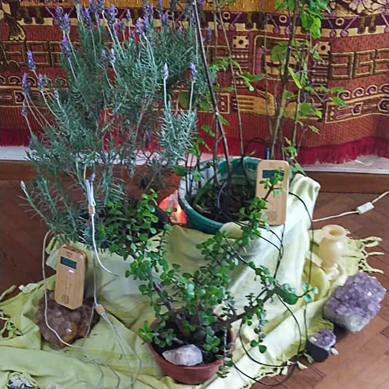 Music of the Plants