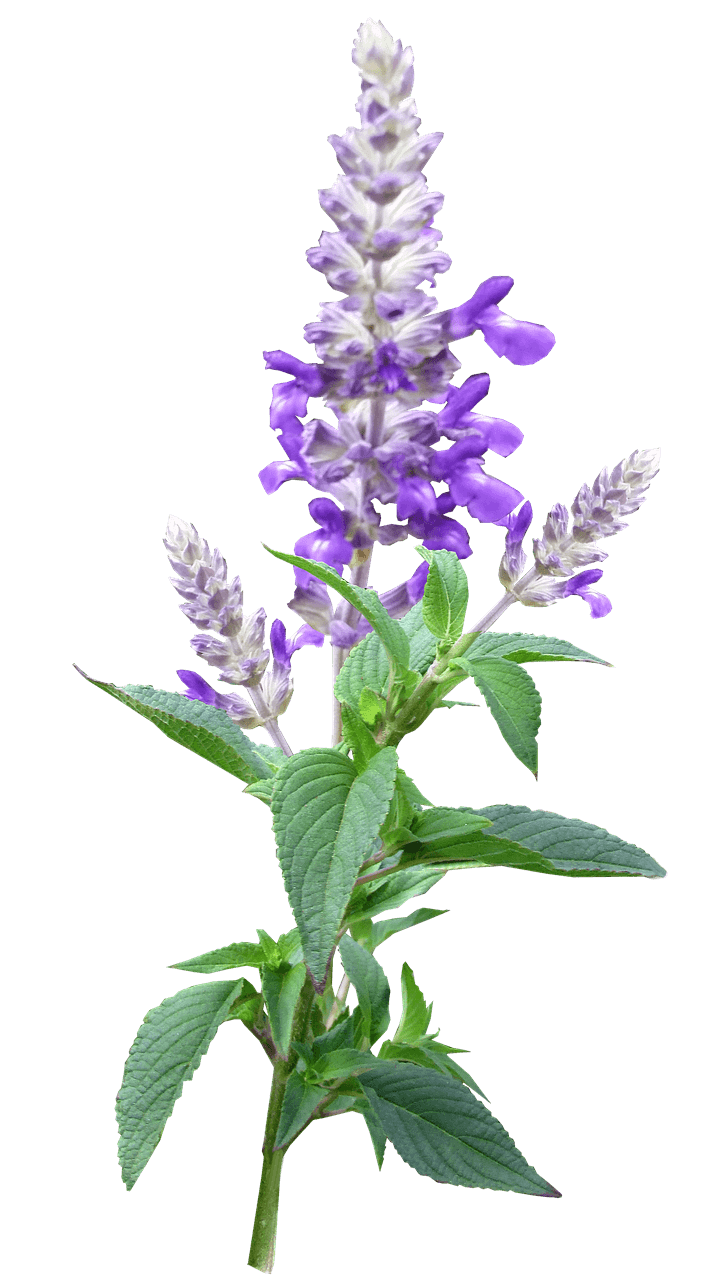 Violeta